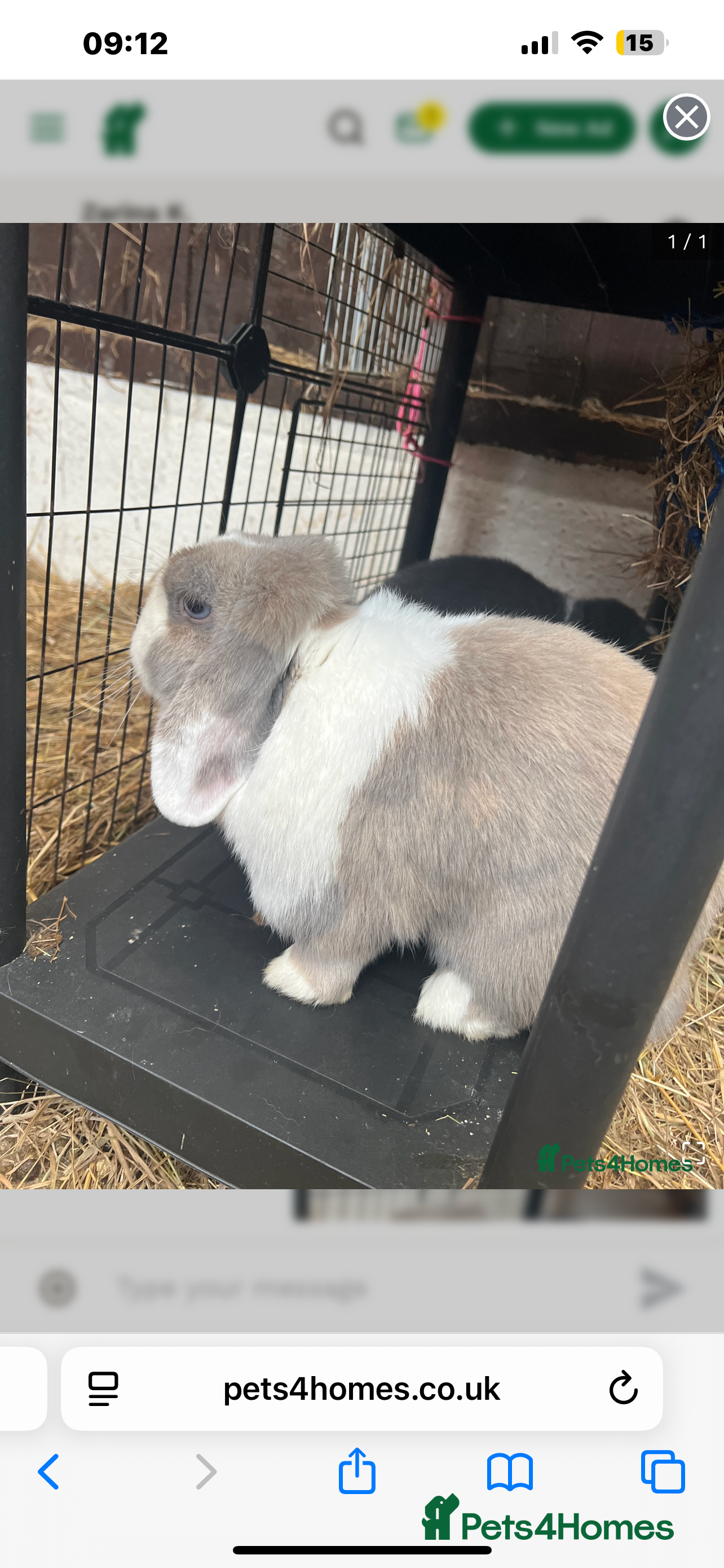 Mini Lop rabbits Mini lop buns  - Advert 4