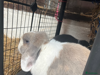 Mini Lop rabbits Mini lop buns - Advert 4