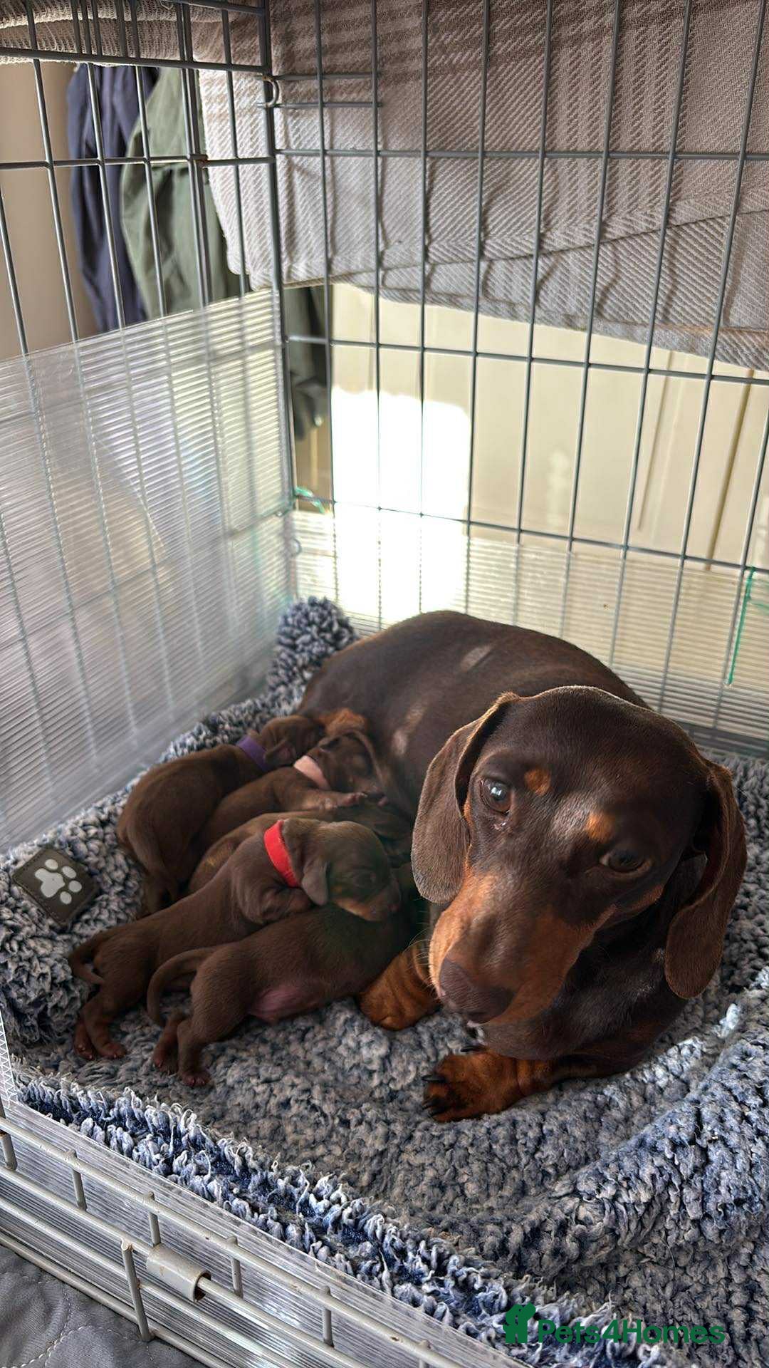 Miniature Dachshund dogs for sale: Stunning KC Reg chocolate/tan Dachshund puppies - Image 16