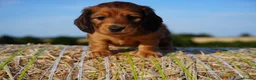 Miniature Dachshund dogs for sale: From IVDD Screened parents shadedcream mini longs  - Advert 11