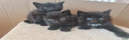 Mixed Breed cats for sale: 3 black kittens for sale - Advert 11