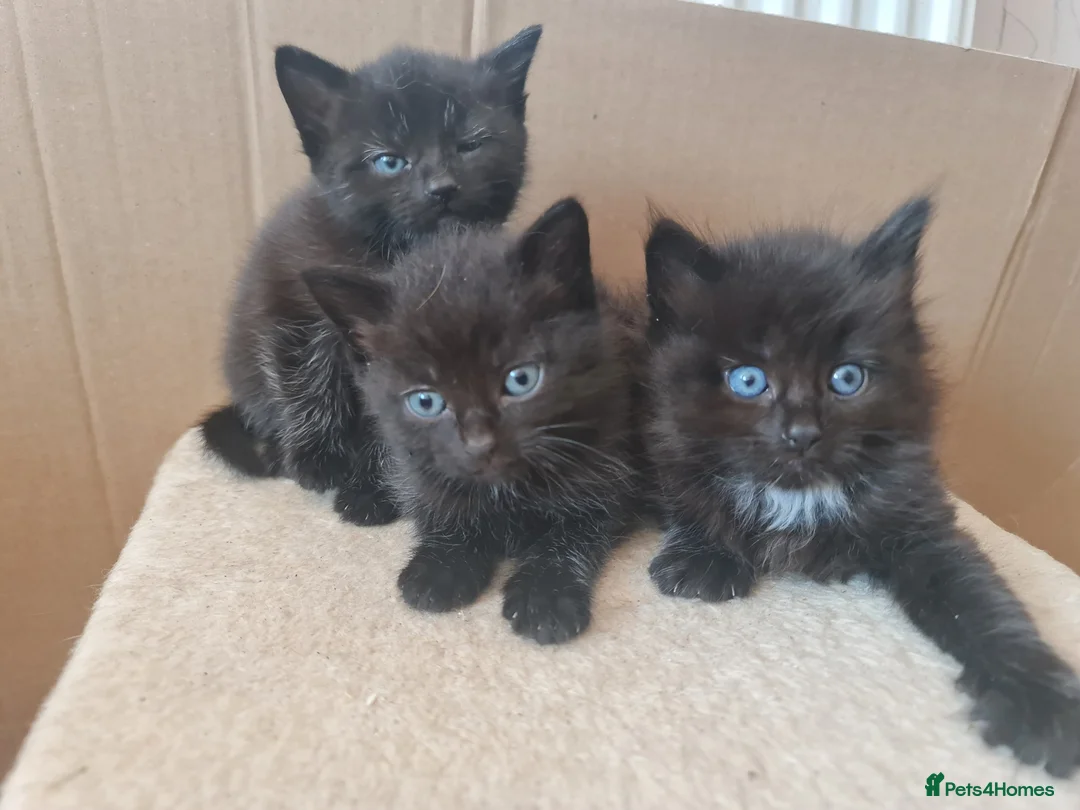 Mixed Breed cats for sale: 3 black kittens for sale - Advert 11