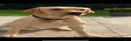 Labrador Retriever dogs for sale: Beautiful labrador puppies  - Advert 3
