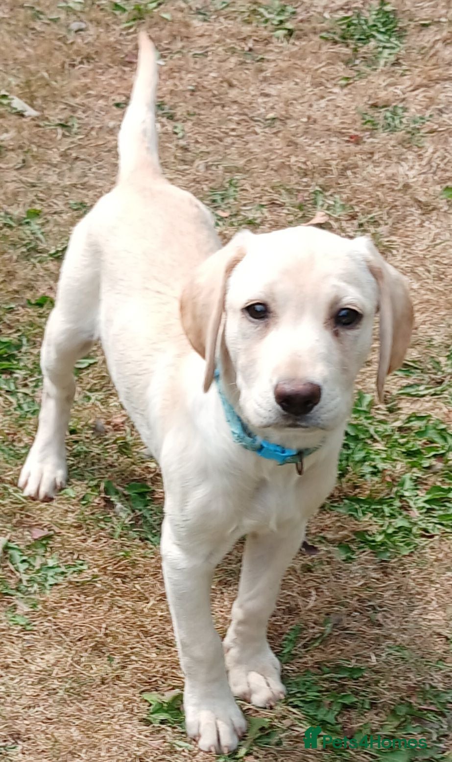 Labrador Retriever dogs Gorgeous yellow labrador puppies - Advert 2
