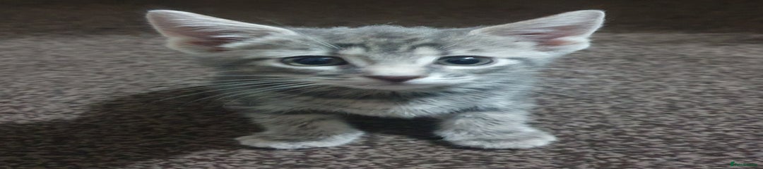 Grey Tabby Female kitten 