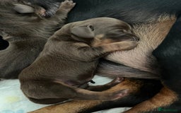 Miniature Dachshund dogs for sale: Dachshund puppies  - Image 7