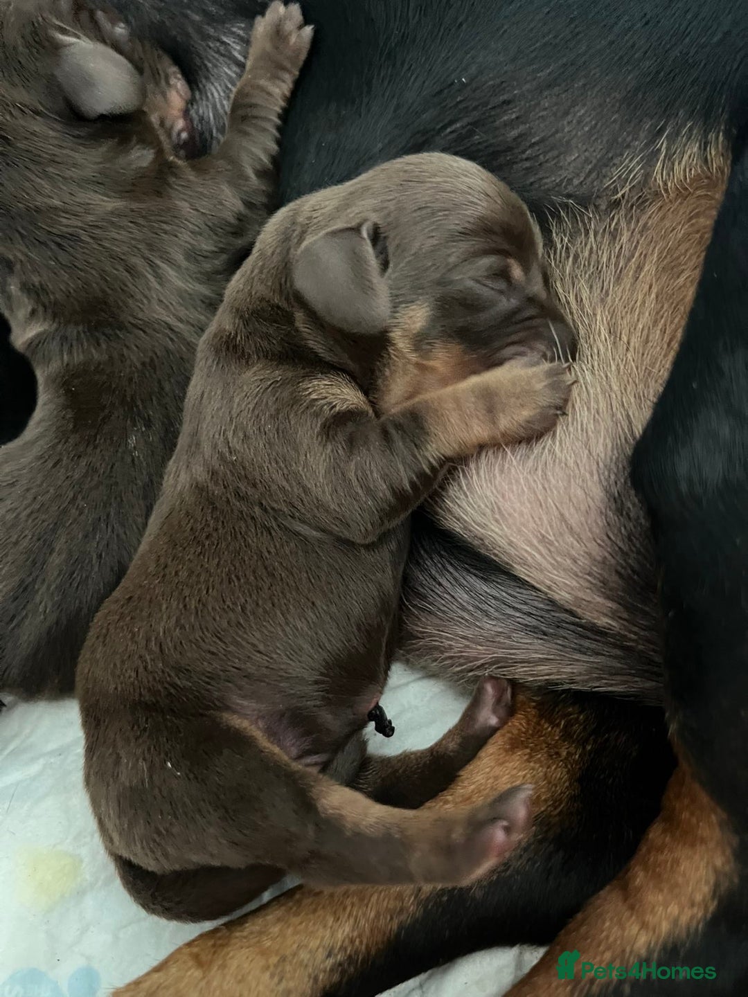Miniature Dachshund dogs for sale: Dachshund puppies  - Image 7