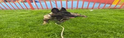 Mixed Breed dogs for sale: Belgian Malinois for sale  - Advert 2