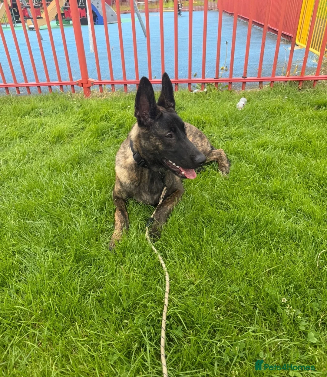 Mixed Breed dogs for sale: Belgian Malinois for sale  - Advert 2