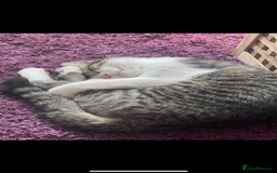 Mixed Breed cats for sale: Bowie and Bean 2 male 10 month old cats for sale  - Image 11