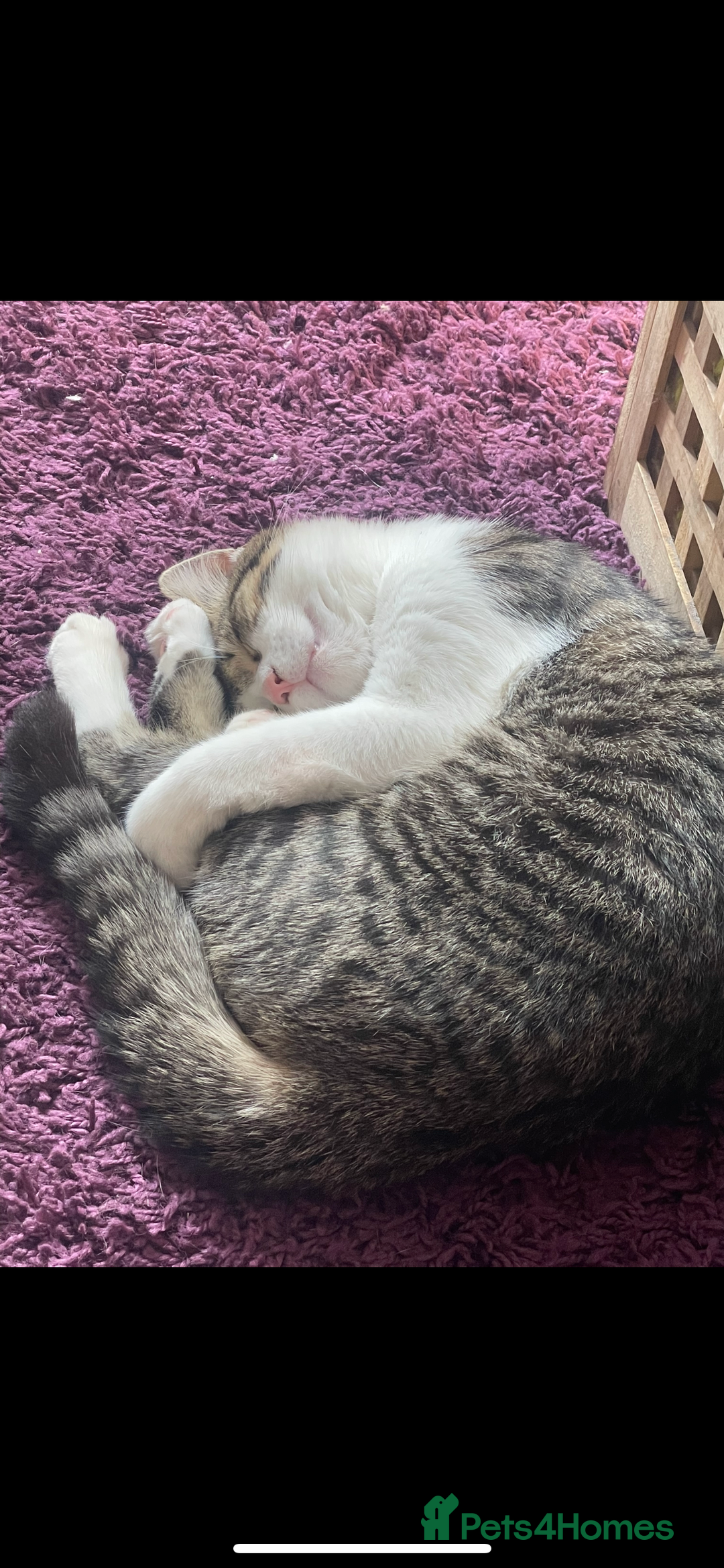 Mixed Breed cats for sale: Bowie and Bean 2 male 10 month old cats for sale  - Image 11