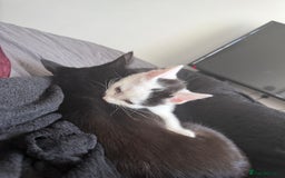 Mixed Breed cats for sale: Mixed Kitten for Sale - Image 6