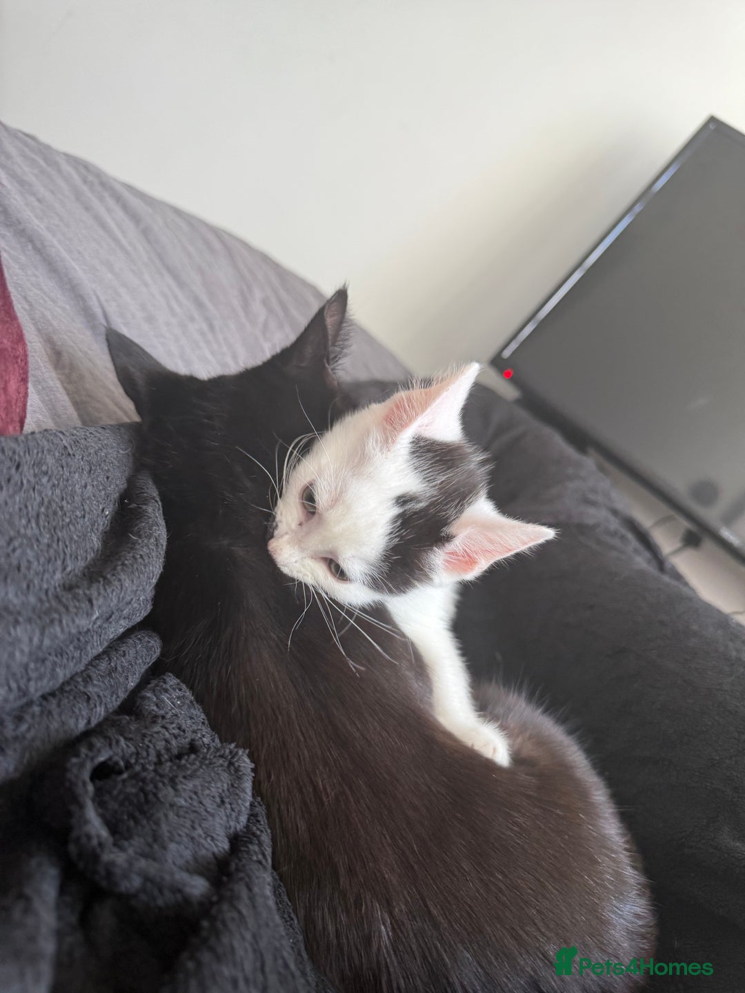 Mixed Breed cats for sale: Mixed Kitten for Sale - Image 6