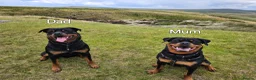 Rottweiler dogs for sale: Champion Bloodline German Rottweiler Puppies - Advert 21