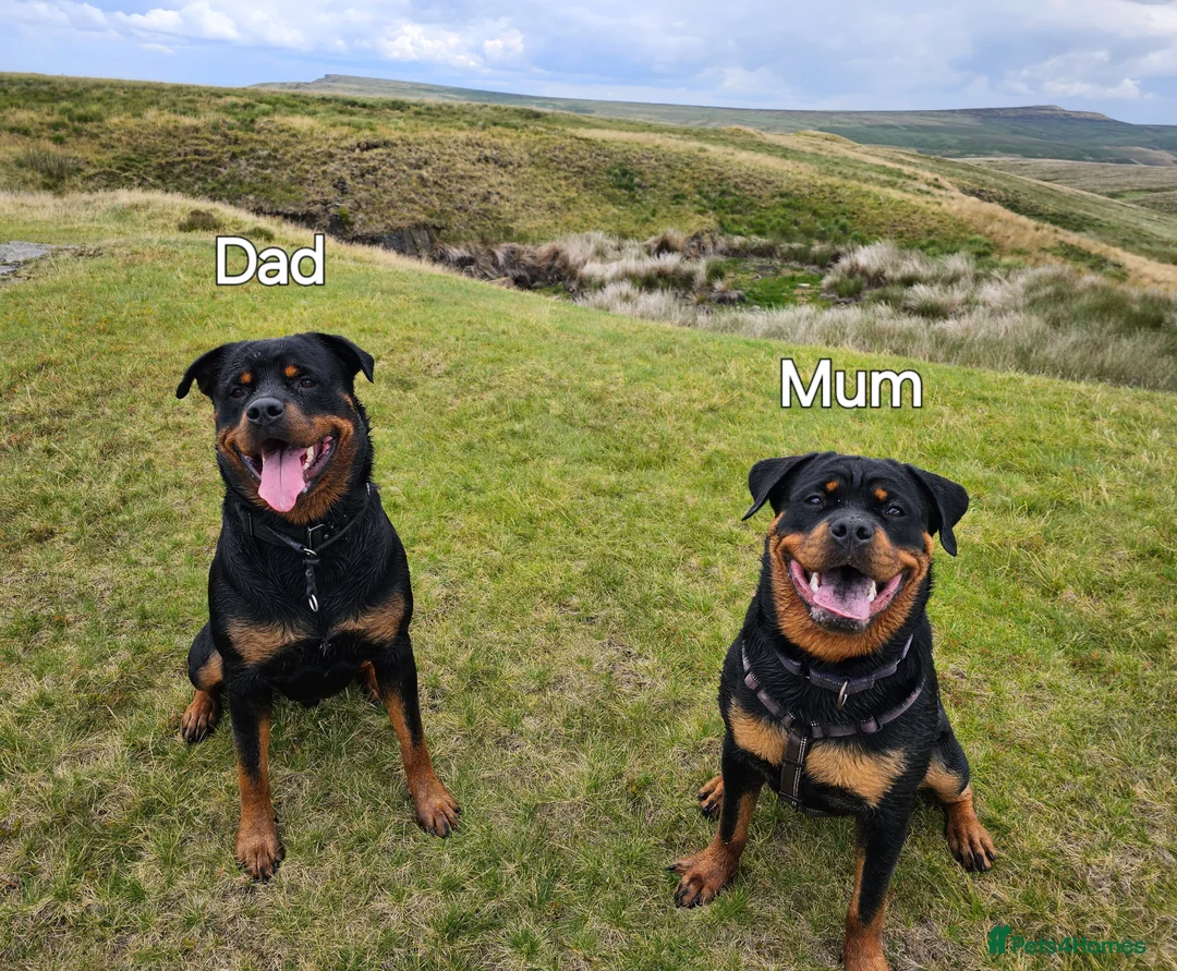 Rottweiler dogs for sale: Champion Bloodline German Rottweiler Puppies - Advert 21