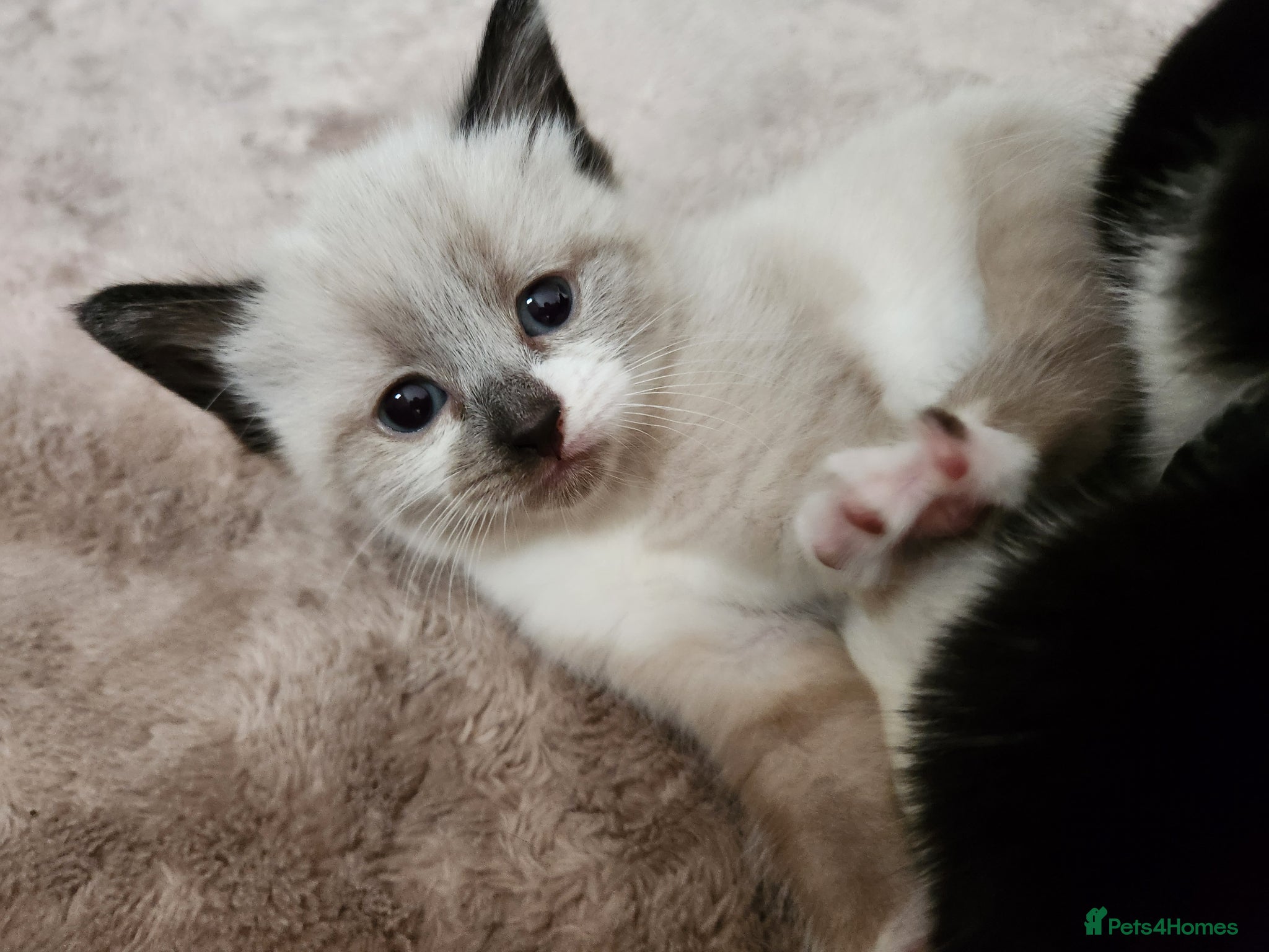 Mixed Breed cats 3 beautiful mixed breed kittens  - Advert 2