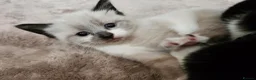 Mixed Breed cats for sale: 3 beautiful mixed breed kittens  - Advert 15