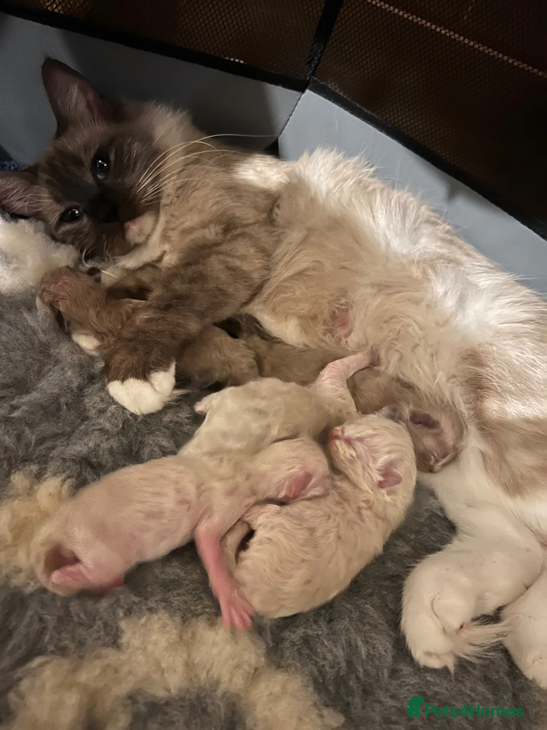 Ragdoll cats for sale: Tica registered cherubim ragdoll kittens  - Advert 2