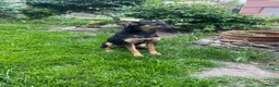 Mixed Breed dogs for adoption: ❤️🐶 GINA – GENTLE PEOPLE, PLAYFUL DOGS in Burton-on-Trent - Advert 5