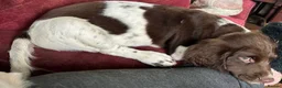 English Springer Spaniel dogs for sale: English Springer Spaniel Puppies For Sale - Advert 3