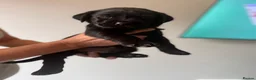 Labrador Retriever dogs for sale: Black Labrador puppies for sale  in St. Neots - Advert 7