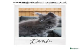 Maine Coon cats for sale: TICA registered, Blue Solid Maine Coon kittens - Image 9