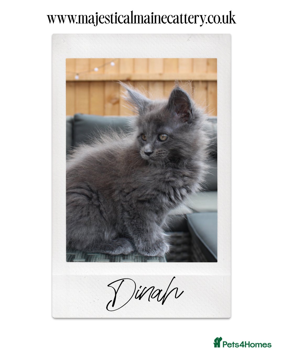 Maine Coon cats for sale: TICA registered, Blue Solid Maine Coon kittens - Image 9