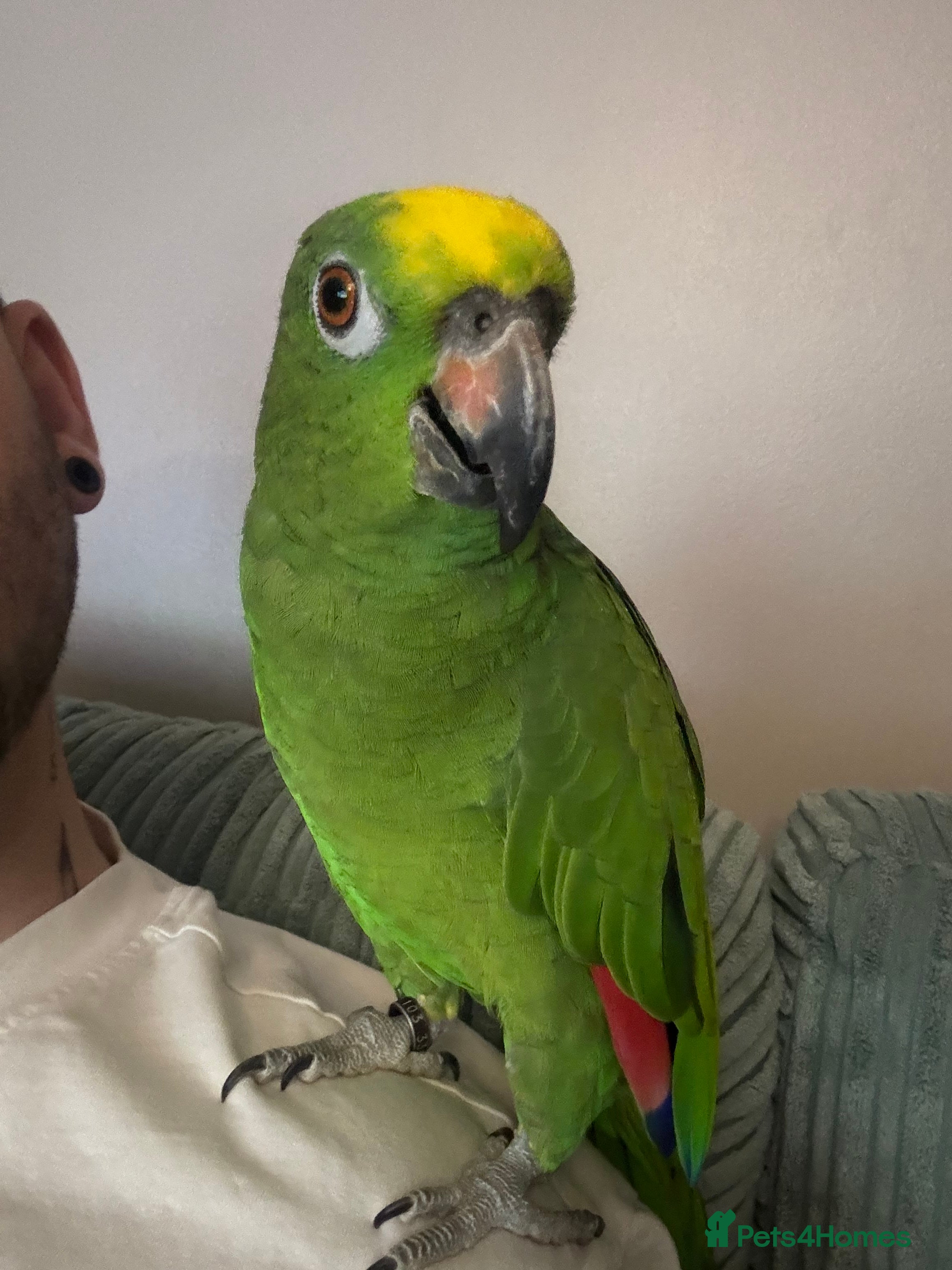 Parrots birds Yellow fronted Amazon  - Advert 3