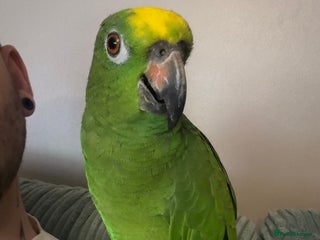 Parrots birds for sale - Advert 1