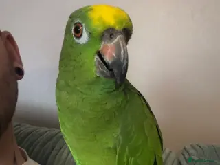 Parrots birds Yellow fronted Amazon - Advert 5