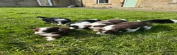 Border Collie dogs for sale: STUNNING LITTER OF 8 BORDER COLLIE PUPPYS  - Advert 13