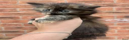 Maine Coon cats for sale: Maine coon x British short hair kittens  - Advert 3