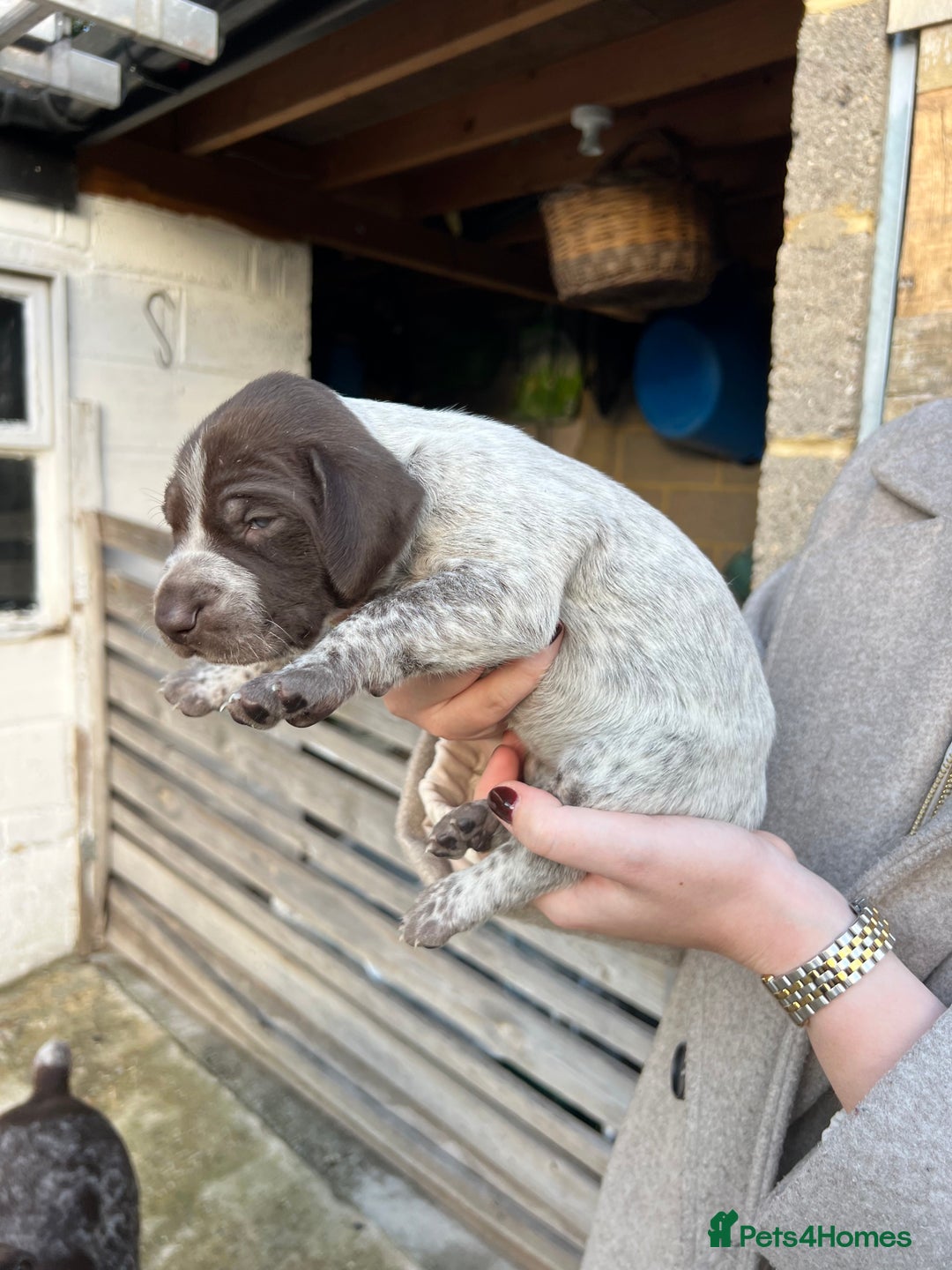 German Shorthaired Pointer dogs for sale: German Shorthaired Pointer Puppies–1 Boy, 1 Girl  - Advert 7