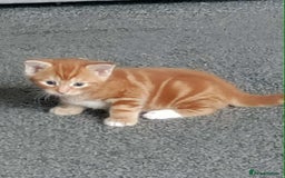 British Shorthair cats for sale: Ginger Kitten - Image 1