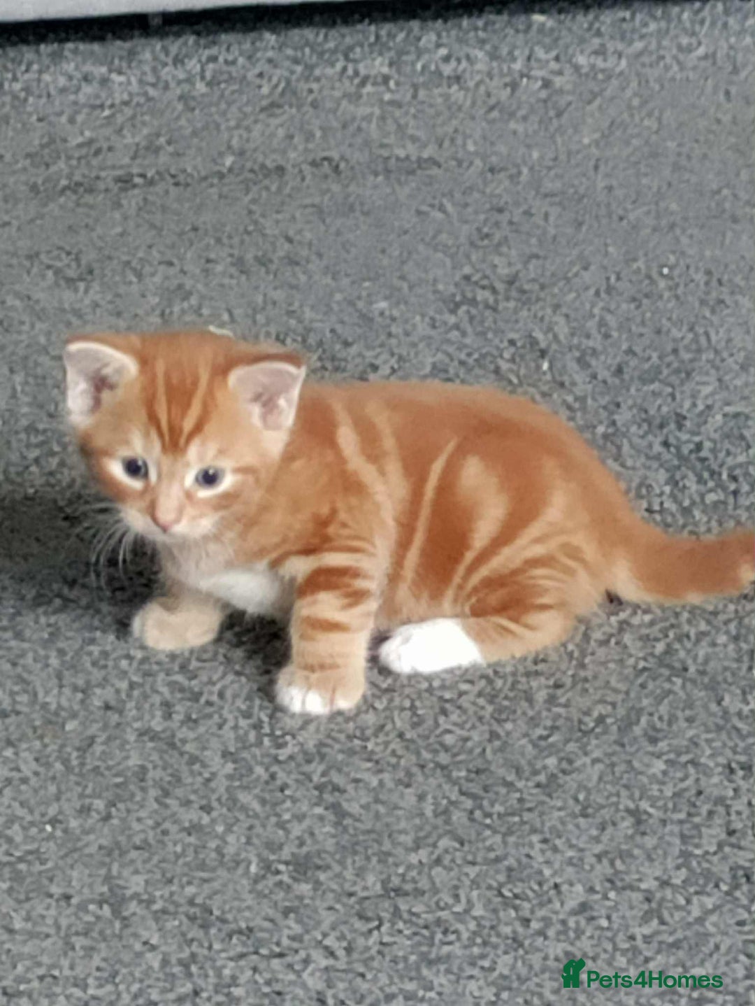 British Shorthair cats for sale: Ginger Kitten - Image 1