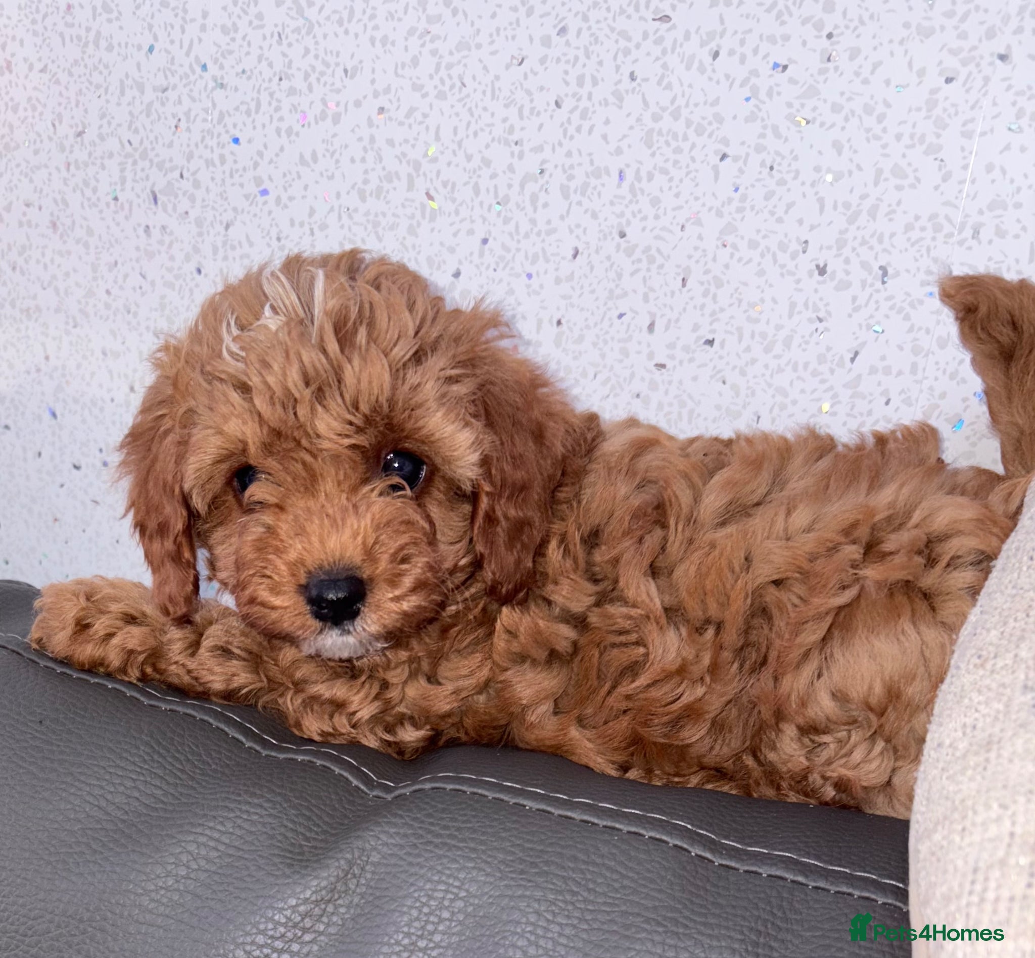 Cavapoo dogs extensively health tested toy cavapoo Girl puppy - Advert 4