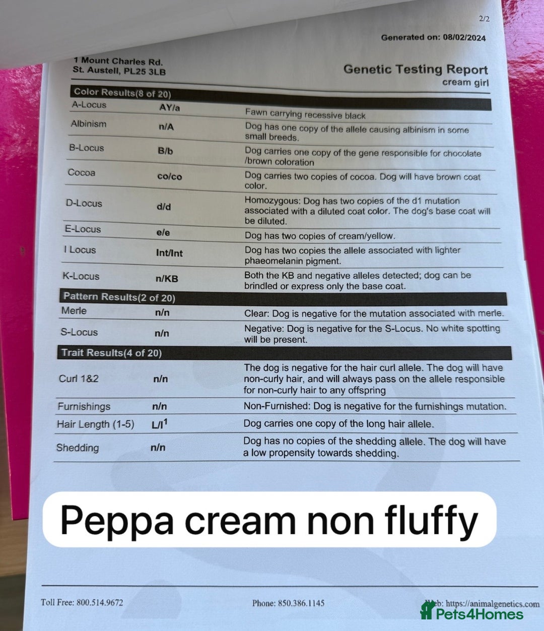 French Bulldog dogs for sale: French bulldog  - Advert 2