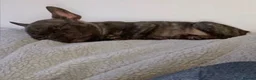 French Bulldog dogs for sale: Male frenchbulldog  in Heywood - Advert 9