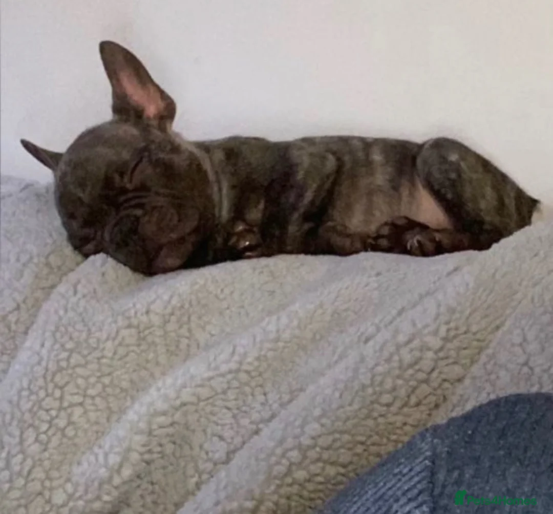 French Bulldog dogs for sale: Male frenchbulldog  in Heywood - Advert 9