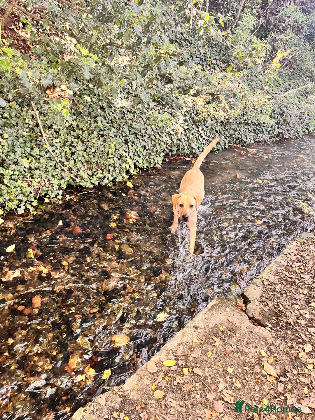 Labrador Retriever dogs for sale: Loving Labrador Daisy Seeking Forever Home - Advert 10