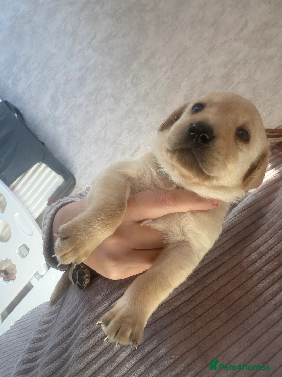 Labrador Retriever dogs for sale: Now have 5 Labrador Retriever Puppies for Sale 🐾 - Advert 17