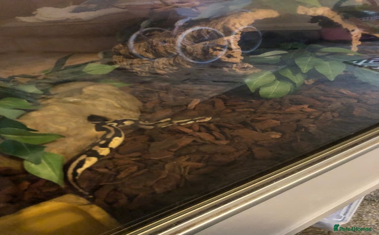 Python Snake reptiles - Advert 1