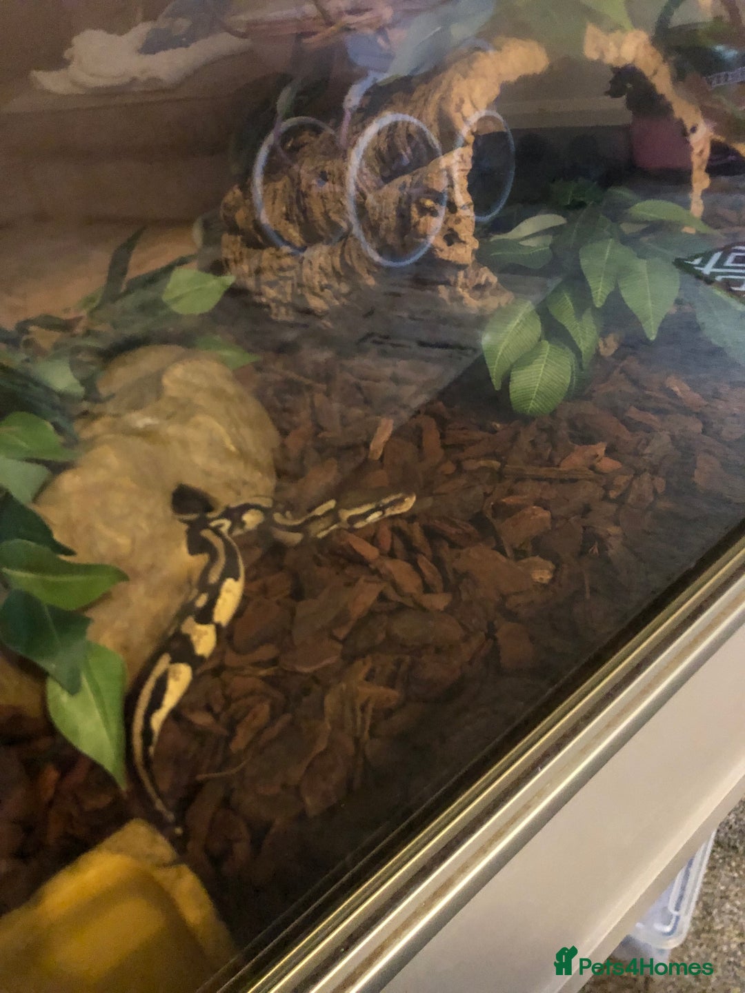 Python Snake reptiles for sale: Royal ball python (female) - Image 1