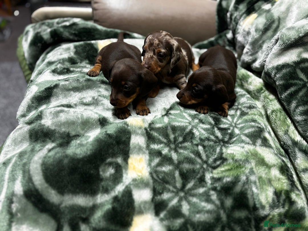 Miniature Dachshund dogs for sale: Miniature dachshund puppies - Image 2