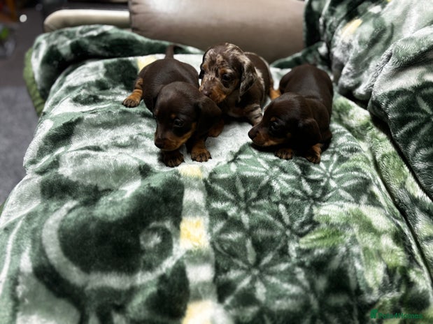 Miniature Dachshund dogs - Advert 15