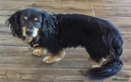 Cocker Spaniel dogs for sale: 🩷BEAUTIFUL SHOW COCKER PUPPIES🩷 - Image 12