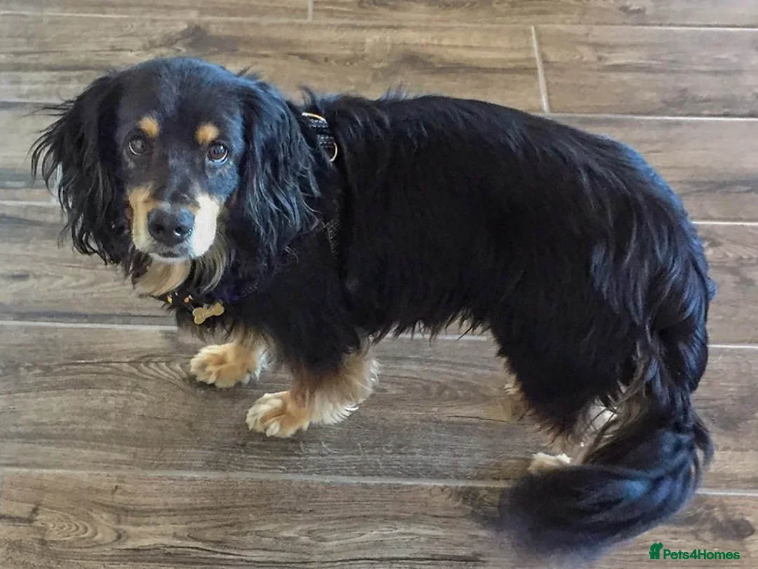 Cocker Spaniel dogs for sale: 🩷BEAUTIFUL SHOW COCKER PUPPIES🩷 - Image 12