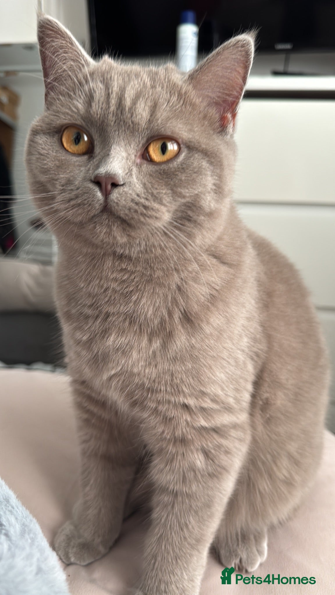 British Shorthair cats 2 British Shorthairs  - Advert 4