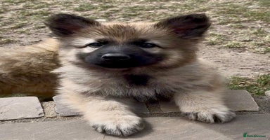 German Shepherd dogs - Advert 1