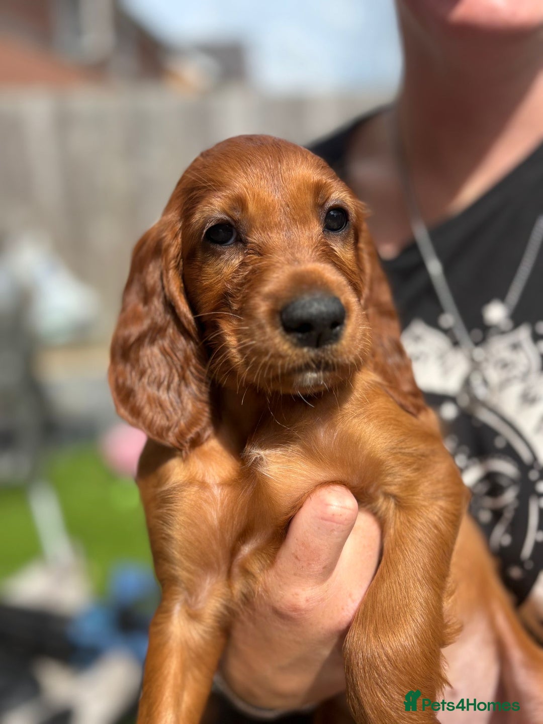 Irish Setter dogs for sale: KC Irish Setter Puppies  - Image 4